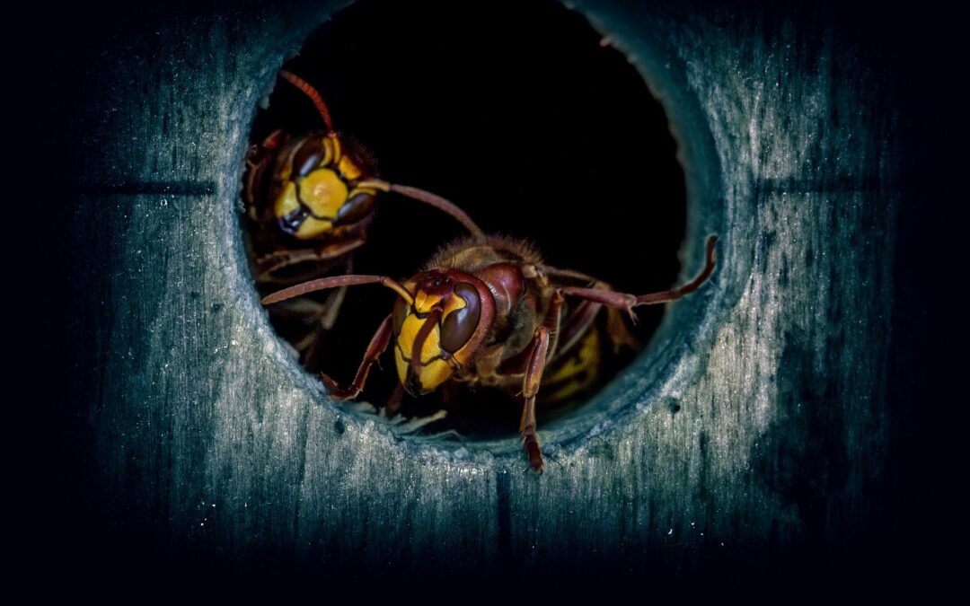 Noises in the Attic